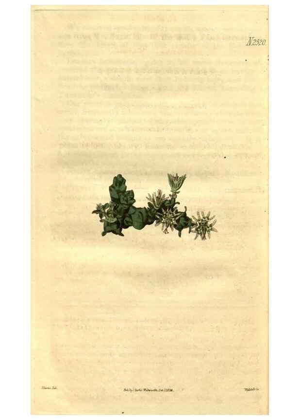 Reproducción/Reproduction 34860470700: Curtis's botanical magazine.. London ; New York [etc.] :Academic Press [etc.]