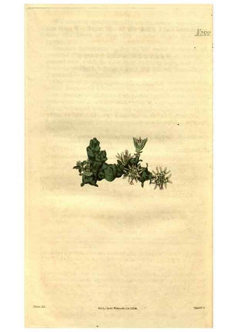Reproducción/Reproduction 34860470700: Curtis's botanical magazine.. London ; New York [etc.] :Academic Press [etc.]