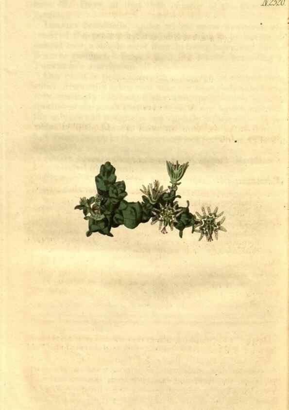 Reproducción/Reproduction 34860470700: Curtis's botanical magazine.. London ; New York [etc.] :Academic Press [etc.]