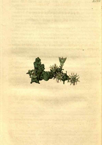 Reproducción/Reproduction 34860470700: Curtis's botanical magazine.. London ; New York [etc.] :Academic Press [etc.]