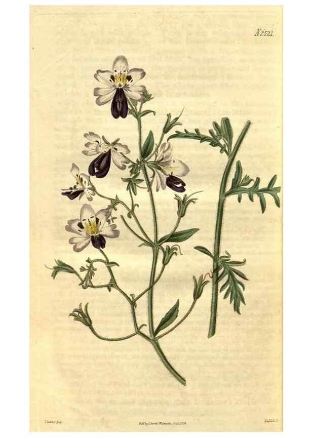 Reproducción/Reproduction 34860472990: Curtis's botanical magazine.. London ; New York [etc.] :Academic Press [etc.]