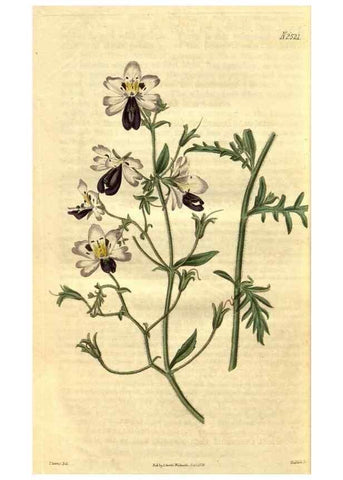 Reproducción/Reproduction 34860472990: Curtis's botanical magazine.. London ; New York [etc.] :Academic Press [etc.]