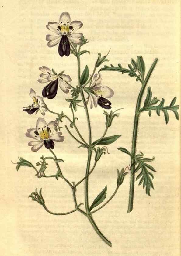 Reproducción/Reproduction 34860472990: Curtis's botanical magazine.. London ; New York [etc.] :Academic Press [etc.]