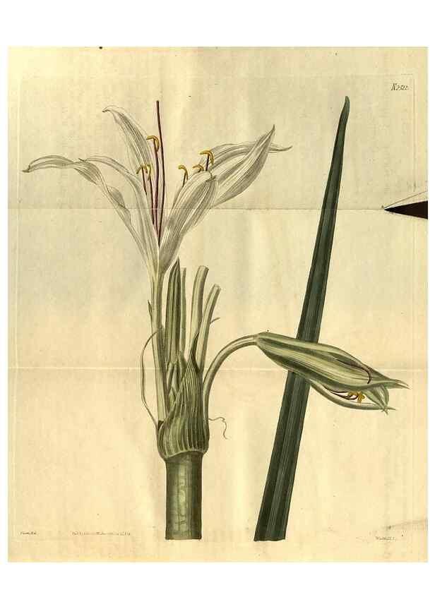 Reproducción/Reproduction 34860475320: Curtis's botanical magazine.. London ; New York [etc.] :Academic Press [etc.]