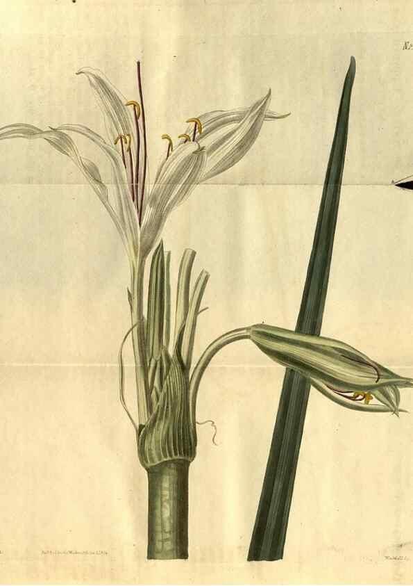 Reproducción/Reproduction 34860475320: Curtis's botanical magazine.. London ; New York [etc.] :Academic Press [etc.]