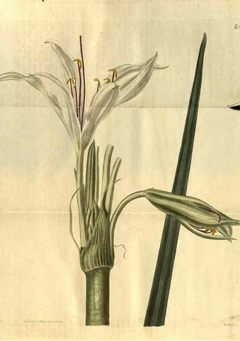 Reproducción/Reproduction 34860475320: Curtis's botanical magazine.. London ; New York [etc.] :Academic Press [etc.]
