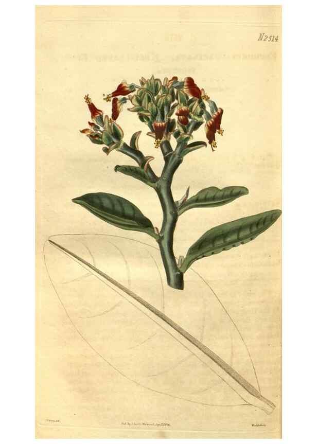 Reproducción/Reproduction 35247480255: Curtis's botanical magazine.. London ; New York [etc.] :Academic Press [etc.]