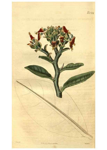 Reproducción/Reproduction 35247480255: Curtis's botanical magazine.. London ; New York [etc.] :Academic Press [etc.]