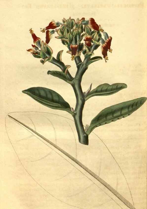 Reproducción/Reproduction 35247480255: Curtis's botanical magazine.. London ; New York [etc.] :Academic Press [etc.]