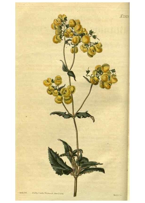 Reproducción/Reproduction 35247572525: Curtis's botanical magazine.. London ; New York [etc.] :Academic Press [etc.]