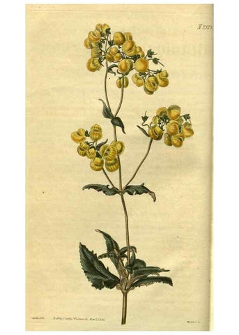 Reproducción/Reproduction 35247572525: Curtis's botanical magazine.. London ; New York [etc.] :Academic Press [etc.]