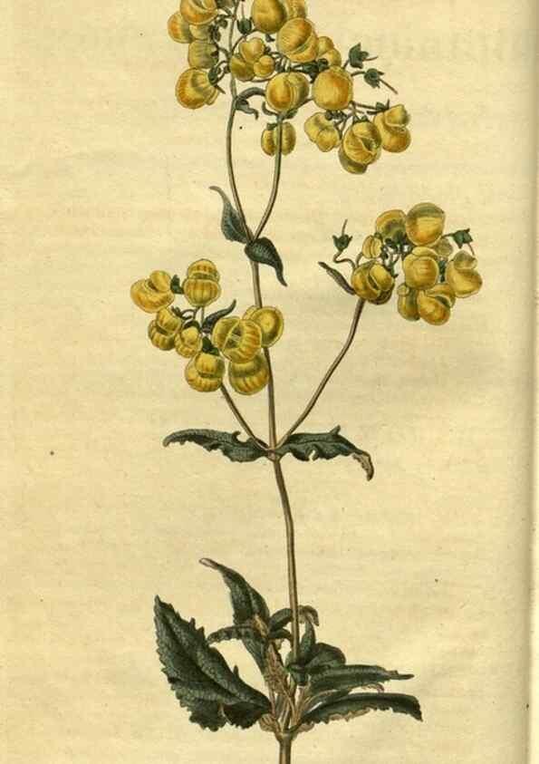 Reproducción/Reproduction 35247572525: Curtis's botanical magazine.. London ; New York [etc.] :Academic Press [etc.]
