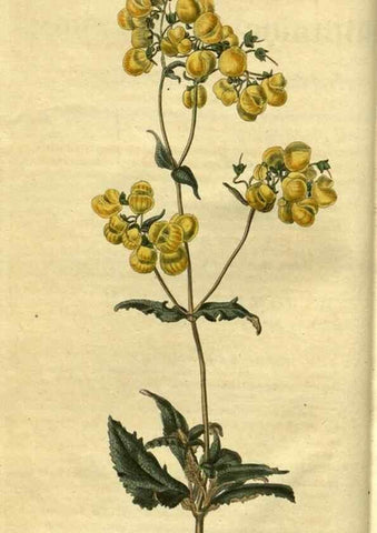 Reproducción/Reproduction 35247572525: Curtis's botanical magazine.. London ; New York [etc.] :Academic Press [etc.]