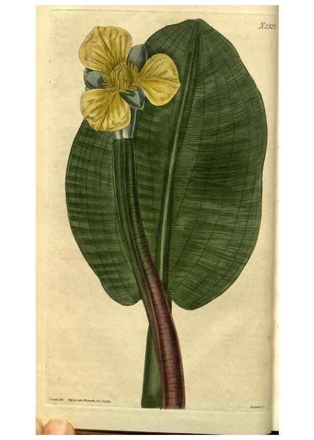 Reproducción/Reproduction 35247575735: Curtis's botanical magazine.. London ; New York [etc.] :Academic Press [etc.]