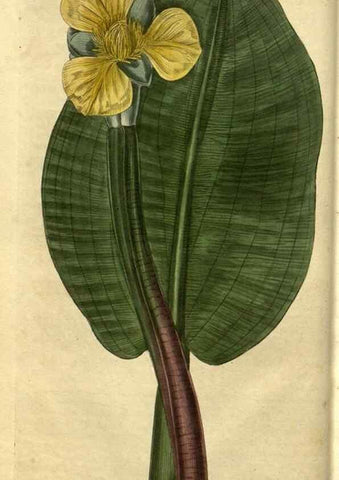 Reproducción/Reproduction 35247575735: Curtis's botanical magazine.. London ; New York [etc.] :Academic Press [etc.]