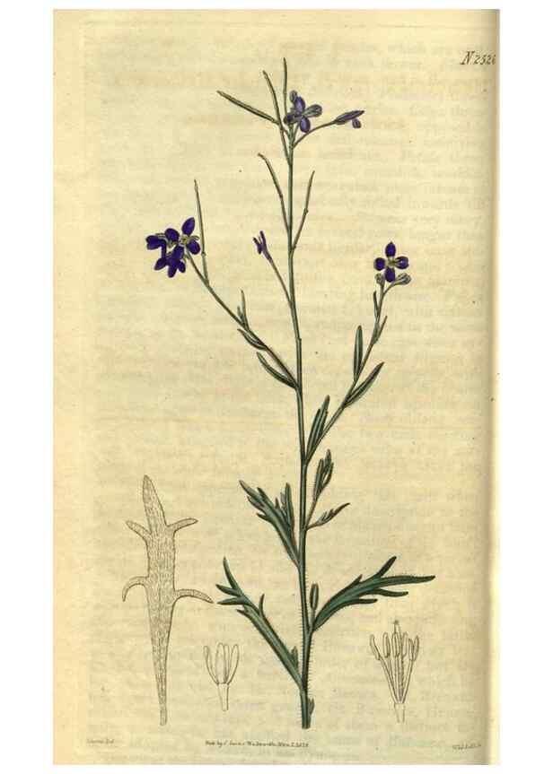 Reproducción/Reproduction 35207547626: Curtis's botanical magazine.. London ; New York [etc.] :Academic Press [etc.]