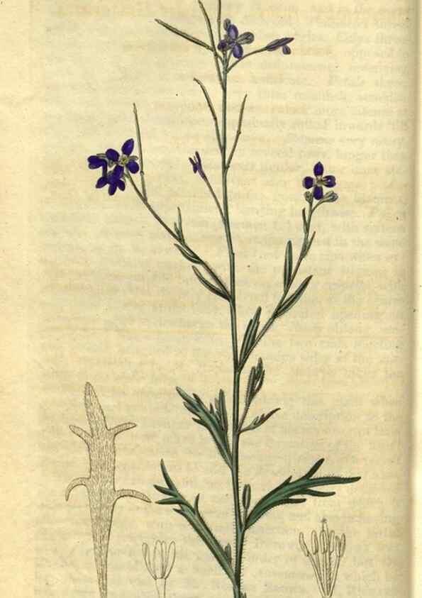 Reproducción/Reproduction 35207547626: Curtis's botanical magazine.. London ; New York [etc.] :Academic Press [etc.]