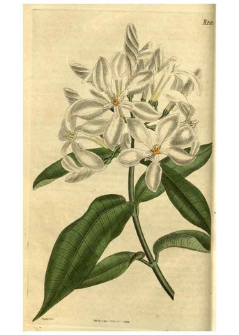 Reproducción/Reproduction 35207551276: Curtis's botanical magazine.. London ; New York [etc.] :Academic Press [etc.]