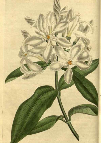 Reproducción/Reproduction 35207551276: Curtis's botanical magazine.. London ; New York [etc.] :Academic Press [etc.]