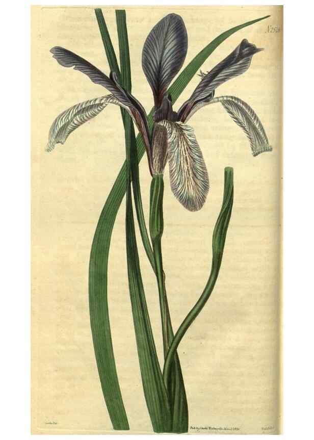 Reproducción/Reproduction 35207554716: Curtis's botanical magazine.. London ; New York [etc.] :Academic Press [etc.]