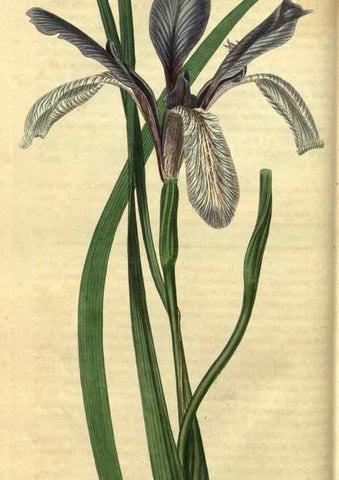 Reproducción/Reproduction 35207554716: Curtis's botanical magazine.. London ; New York [etc.] :Academic Press [etc.]