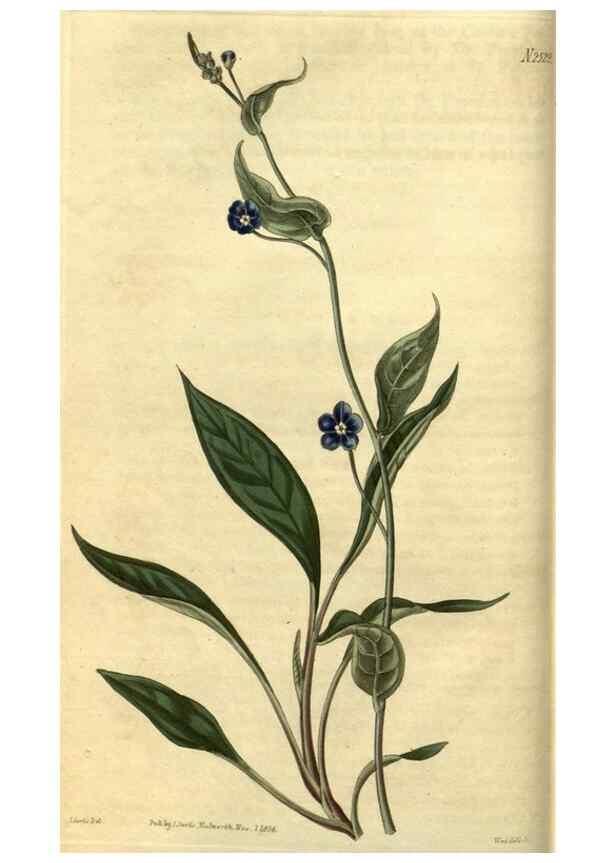Reproducción/Reproduction 35207558496: Curtis's botanical magazine.. London ; New York [etc.] :Academic Press [etc.]