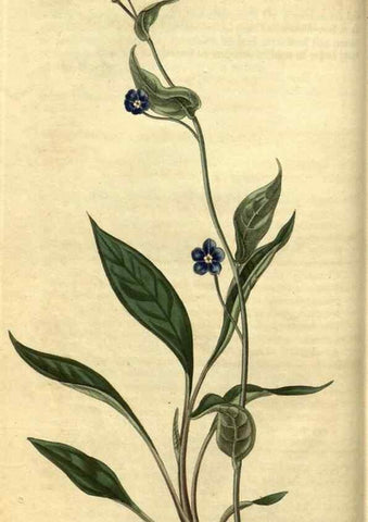 Reproducción/Reproduction 35207558496: Curtis's botanical magazine.. London ; New York [etc.] :Academic Press [etc.]
