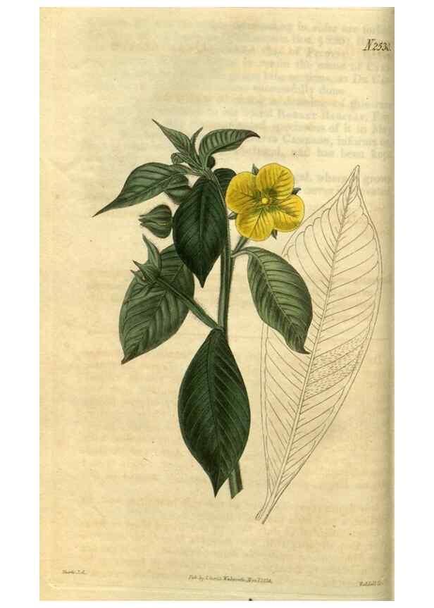 Reproducción/Reproduction 35207562726: Curtis's botanical magazine.. London ; New York [etc.] :Academic Press [etc.]