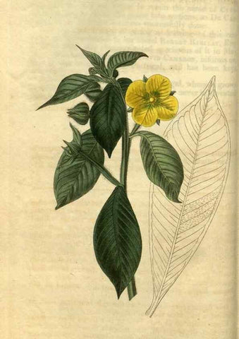 Reproducción/Reproduction 35207562726: Curtis's botanical magazine.. London ; New York [etc.] :Academic Press [etc.]