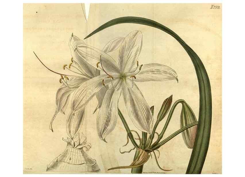 Reproducción/Reproduction 35207565576: Curtis's botanical magazine.. London ; New York [etc.] :Academic Press [etc.]