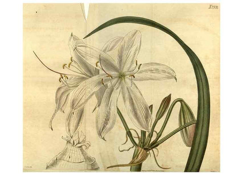 Reproducción/Reproduction 35207565576: Curtis's botanical magazine.. London ; New York [etc.] :Academic Press [etc.]