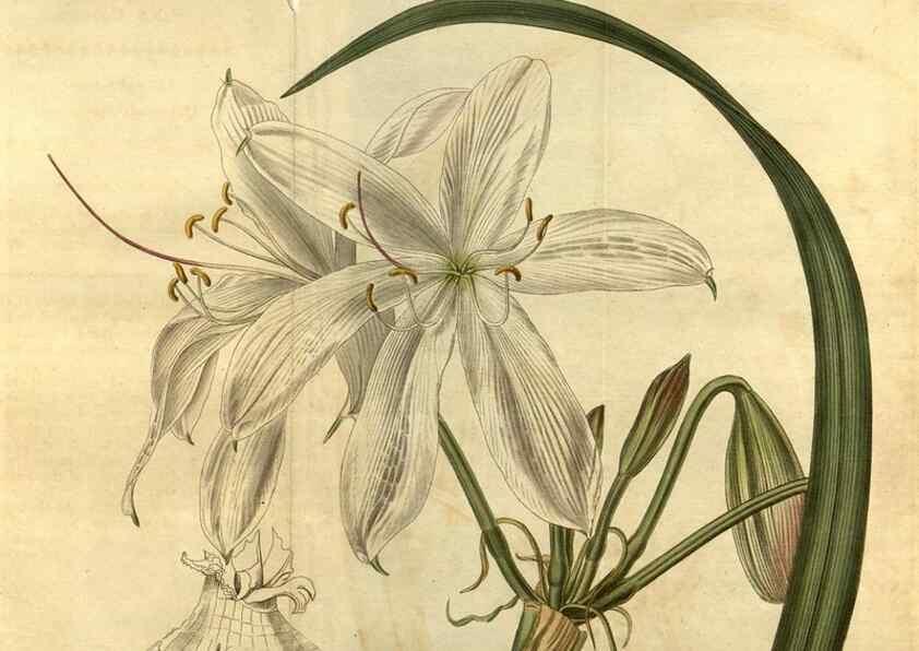 Reproducción/Reproduction 35207565576: Curtis's botanical magazine.. London ; New York [etc.] :Academic Press [etc.]