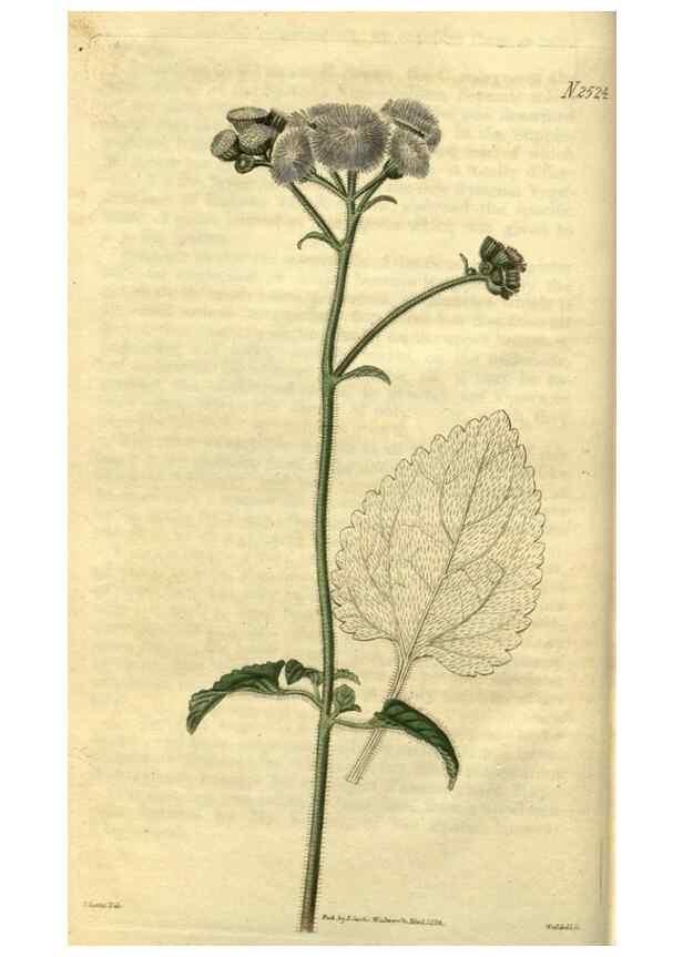Reproducción/Reproduction 35247574005: Curtis's botanical magazine.. London ; New York [etc.] :Academic Press [etc.]