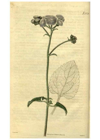 Reproducción/Reproduction 35247574005: Curtis's botanical magazine.. London ; New York [etc.] :Academic Press [etc.]