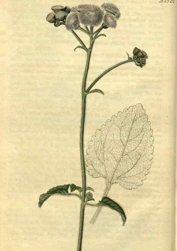 Reproducción/Reproduction 35247574005: Curtis's botanical magazine.. London ; New York [etc.] :Academic Press [etc.]