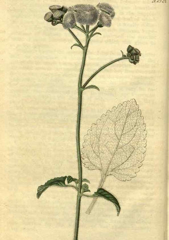 Reproducción/Reproduction 35247574005: Curtis's botanical magazine.. London ; New York [etc.] :Academic Press [etc.]