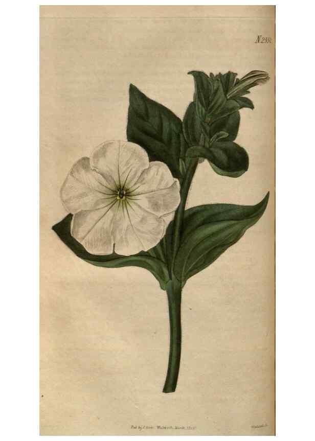 Reproducción/Reproduction 34403716364: Curtis's botanical magazine.. London ; New York [etc.] :Academic Press [etc.]