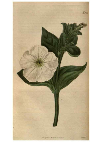 Reproducción/Reproduction 34403716364: Curtis's botanical magazine.. London ; New York [etc.] :Academic Press [etc.]