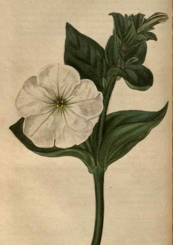Reproducción/Reproduction 34403716364: Curtis's botanical magazine.. London ; New York [etc.] :Academic Press [etc.]
