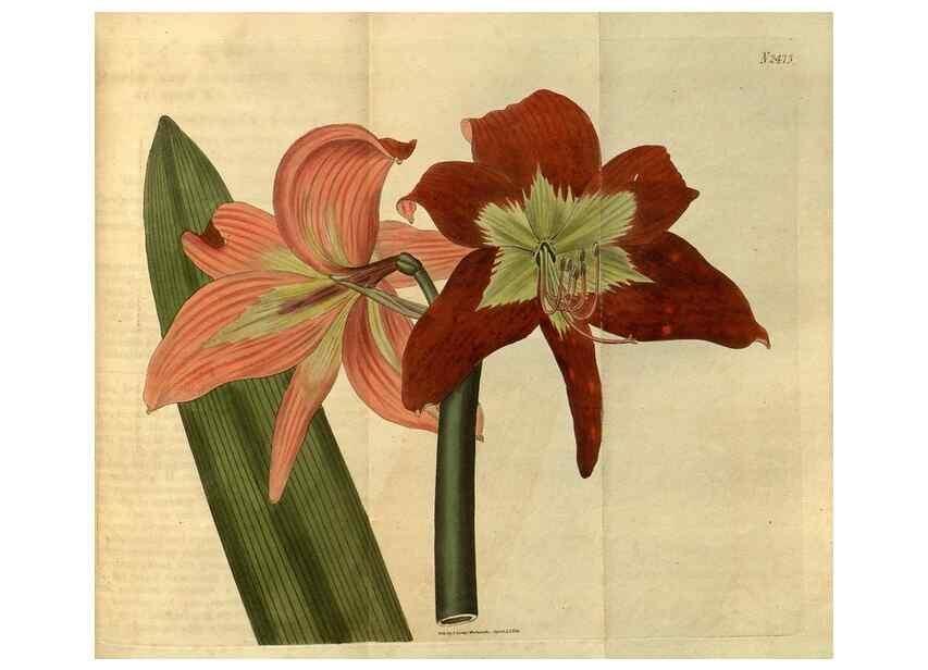 Reproducción/Reproduction 34860373560: Curtis's botanical magazine.. London ; New York [etc.] :Academic Press [etc.]
