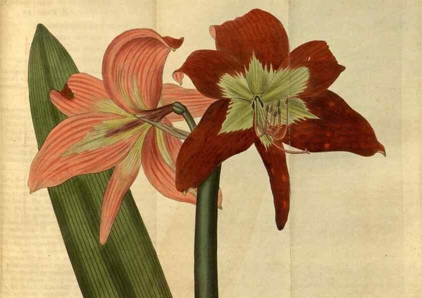 Reproducción/Reproduction 34860373560: Curtis's botanical magazine.. London ; New York [etc.] :Academic Press [etc.]