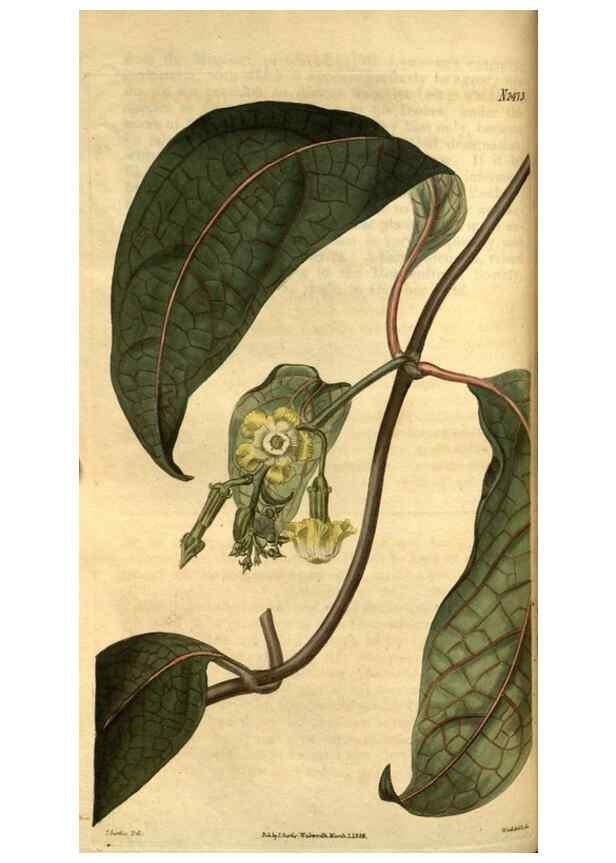 Reproducción/Reproduction 35247389525: Curtis's botanical magazine.. London ; New York [etc.] :Academic Press [etc.]