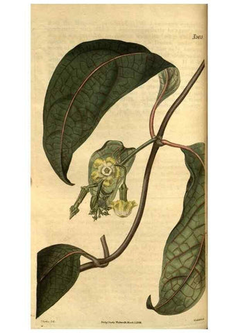 Reproducción/Reproduction 35247389525: Curtis's botanical magazine.. London ; New York [etc.] :Academic Press [etc.]
