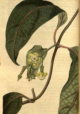 Reproducción/Reproduction 35247389525: Curtis's botanical magazine.. London ; New York [etc.] :Academic Press [etc.]