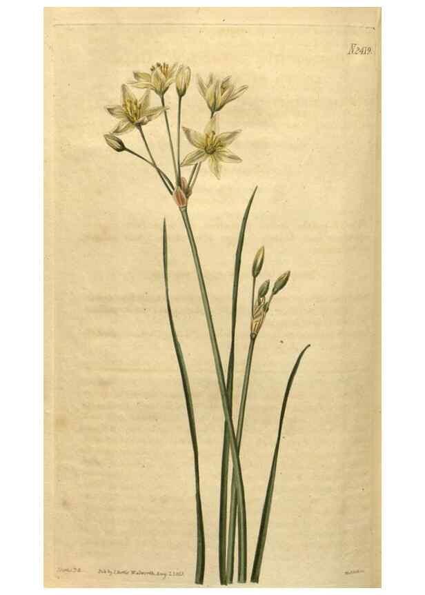 Reproducción/Reproduction 34381226423: Curtis's botanical magazine.. London ; New York [etc.] :Academic Press [etc.]