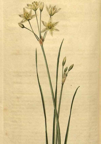 Reproducción/Reproduction 34381226423: Curtis's botanical magazine.. London ; New York [etc.] :Academic Press [etc.]
