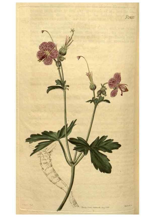 Reproducción/Reproduction 34381228063: Curtis's botanical magazine.. London ; New York [etc.] :Academic Press [etc.]