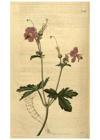 Reproducción/Reproduction 34381228063: Curtis's botanical magazine.. London ; New York [etc.] :Academic Press [etc.]