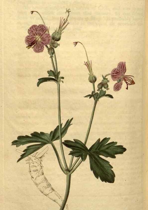 Reproducción/Reproduction 34381228063: Curtis's botanical magazine.. London ; New York [etc.] :Academic Press [etc.]