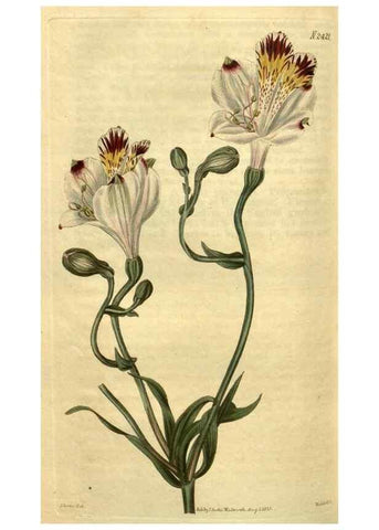 Reproducción/Reproduction 34381229553: Curtis's botanical magazine.. London ; New York [etc.] :Academic Press [etc.]